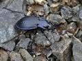 Carabus_catenulatus_br7449