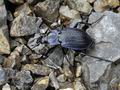 Carabus_catenulatus_br7451