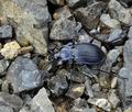 Carabus_catenulatus_br7457