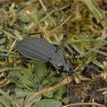 Carabus_clathratus_aj7188