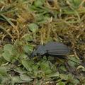 Carabus_clathratus_aj7200