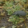 Carabus_clathratus_aj7221