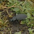 Carabus_clathratus_aj7222