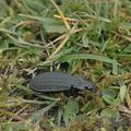 Carabus_clathratus_aj7258