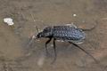 Carabus_clathratus_c0803