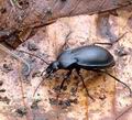 Carabus_convexus_ak0409