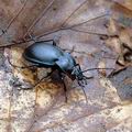 Carabus_convexus_ak0416