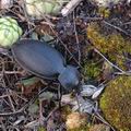 Carabus_coriaceus_a6689