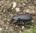 Carabus_coriaceus_a6796