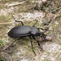 Carabus_coriaceus_a6805