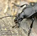 Carabus_coriaceus_ac6180