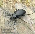 Carabus_coriaceus_ac6188