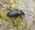 Carabus_coriaceus_ac6201