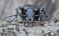 Carabus_coriaceus_hh3054