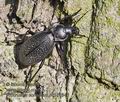 Carabus_coriaceus_p8181545