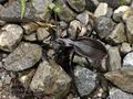 Carabus_creutzeri_br8063