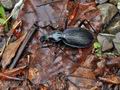 Carabus_creutzeri_br8070