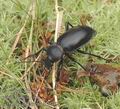 Carabus_glabratus_af5035