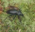 Carabus_glabratus_af5036