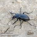 Carabus_graecus_ae3559