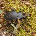 Carabus_hortensis_ae3271