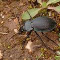 Carabus_hortensis_ae3272