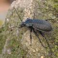 Carabus_hortensis_ag6231