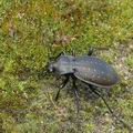 Carabus_hortensis_ag6240