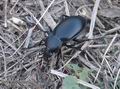 Carabus_hungaricus_a6620