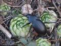 Carabus_hungaricus_a6685