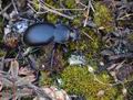 Carabus_hungaricus_a6694