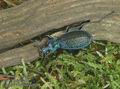 Carabus_intricatus