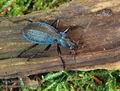 Carabus_intricatus