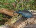 Carabus_intricatus