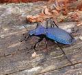 Carabus_intricatus_ag4592