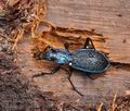 Carabus_intricatus_bi7549