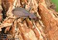 Carabus_irregularis_a3595