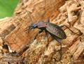 Carabus_irregularis_a3599