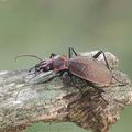 Carabus_irregularis_ag8090