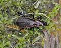 Carabus_irregularis_hh5732