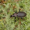 Carabus_linnaei_af5042