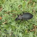 Carabus_linnaei_af5058