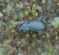 Carabus_nemoralis_ac7168