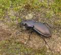 Carabus_nemoralis_ag6188