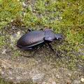 Carabus_nemoralis_ag6216