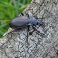 Carabus_nemoralis_bf3110