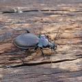 Carabus_nemoralis_bf3116