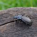 Carabus_nemoralis_bf3119