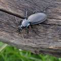 Carabus_nemoralis_bf3122