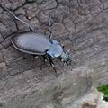 Carabus_nemoralis_bf3132